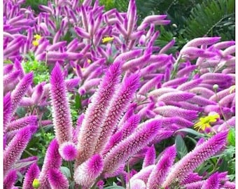 Flamingo Celosia Plant (Celosia Spicata) Seeds