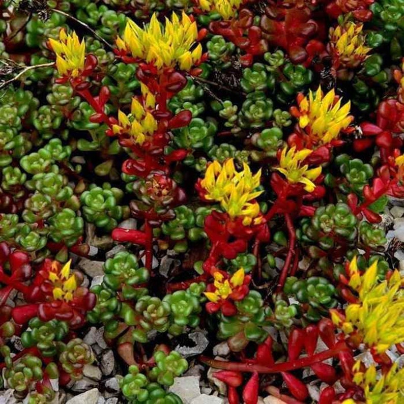 Puede incluir: Primer plano de un parche de tierra cubierto de plantas suculentas verdes, rojas y amarillas. Las plantas est&aacute;n en flor, con las flores de un color amarillo brillante.