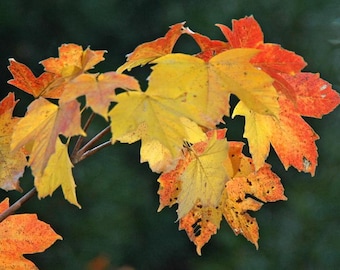 Horned Maple Tree (Acer Diabolicum) Seeds - NEW FOR FALL 2025