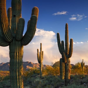 Saguaro Cactus Plant (Carnegiea Gigantea) Seeds