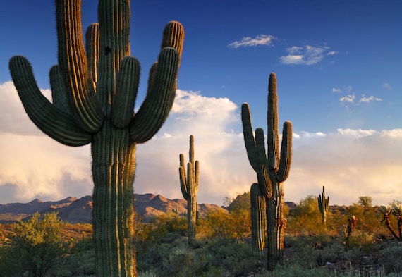 Saguaro Kaktus Pflanze (Carnegiea Gigantea) Samen - Etsy sterreich
