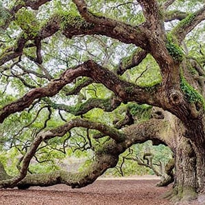 Southern Live Oak Bonsai Tree (Huge) 64 1/2 in. tall 62 in. wide