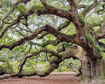 Live Oak Tree (Quercus Virginiana) Seeds