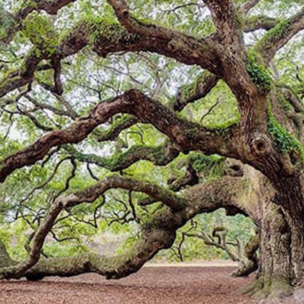 Live Oak Tree (Quercus Virginiana) Seeds