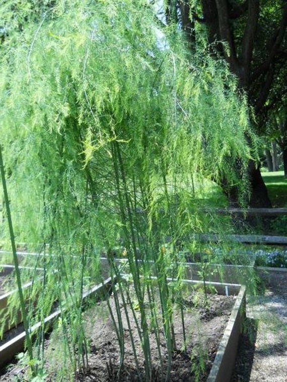 Organic Mary Washington Asparagus Plant (asparagus Officinalis) Seeds - Etsy