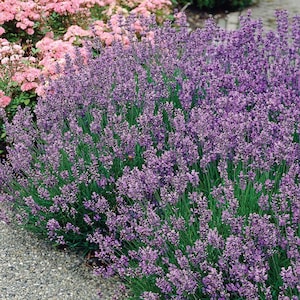 Munstead Lavender Plant Lavandula Munstead Seeds image 2