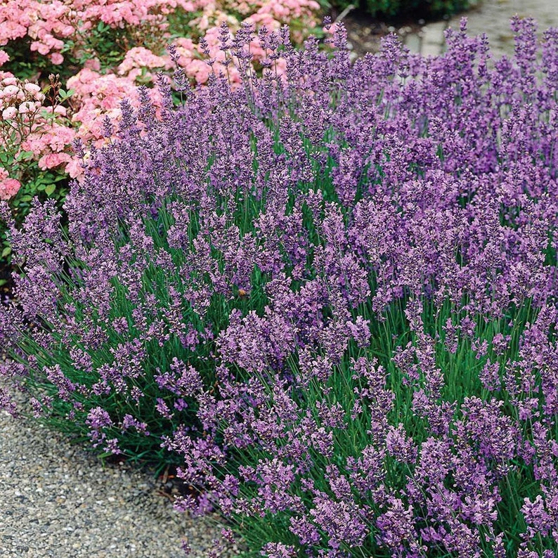 Munstead Lavender Plant Lavandula Munstead Seeds image 2