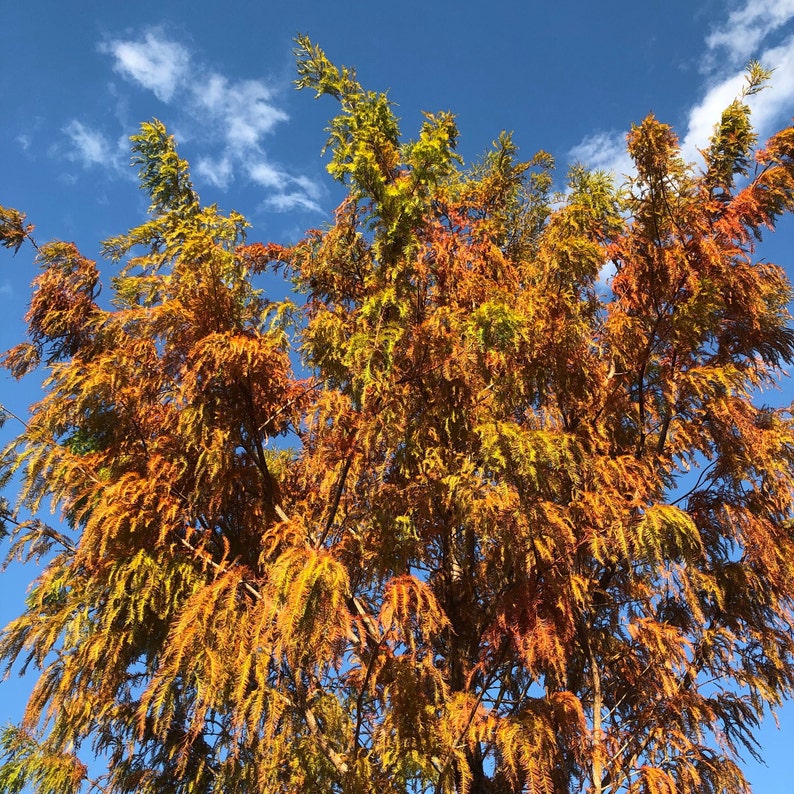 Bald Cypress Tree Taxodium Distichum Seeds Northern Variety image 3