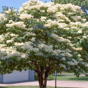 Japanese Amur Lilac Tree Syringa Amurensis Japonica Seeds image 1