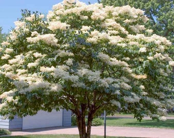 Japanese Amur Lilac Tree (Syringa Amurensis Japonica) Seeds