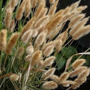 Rabbits Foot Ornamental Grass (Polypogon Monspelierus) Seeds