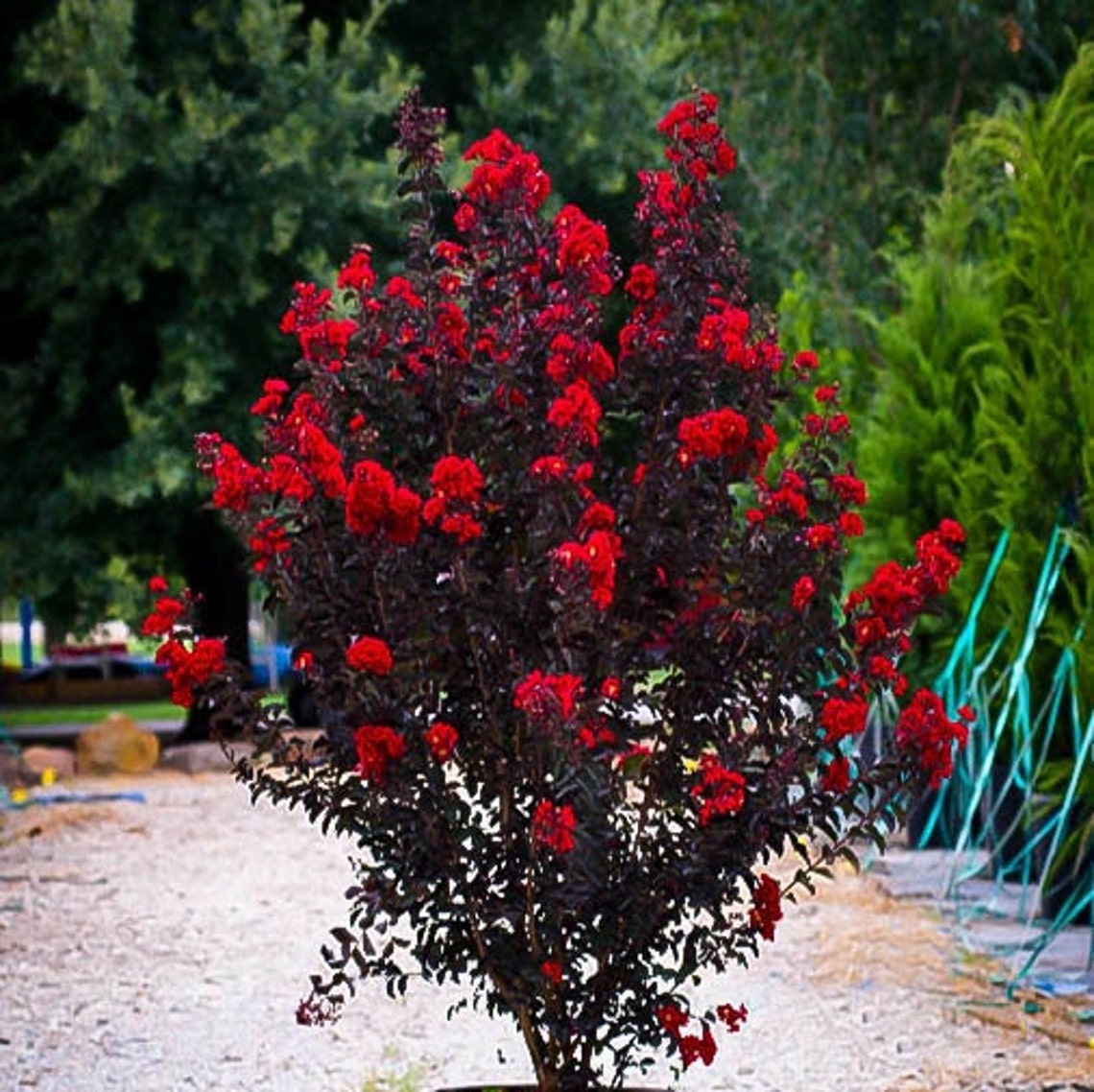 Black Diamond Crepe Myrtle Tree lagerstroemia Indica Etsy