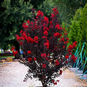 Black Diamond 'Best Red' Crepe Myrtle Tree (Lagerstroemia Indica 'Best Red') Seeds