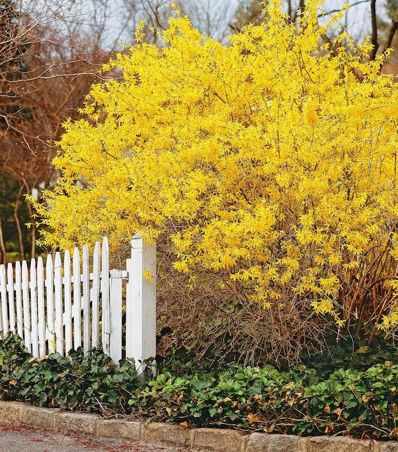 シダレレンギョウ（Forsythia Suspensa）の種子 - Etsy 日本