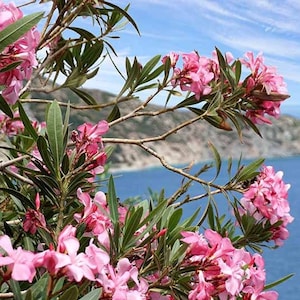 May include: Pink flowers bloom on a bush with green leaves against a blue sky and ocean background.