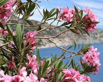 Semillas de árbol de adelfa rosa (Nerium oleander)