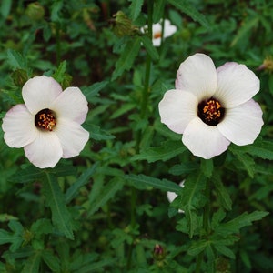 Hibiscus Trionum Plant Seeds image 3