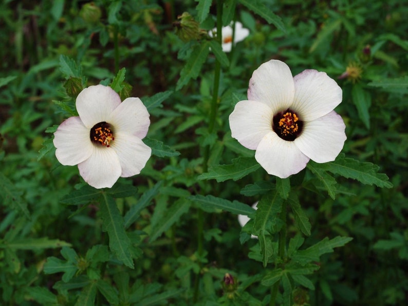 Hibiscus Trionum Plant Seeds image 3