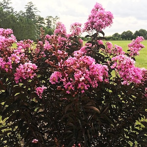 Black Diamond &#39;Lavender Lace&#39; Crepe Myrtle Tree (Lagerstroemia Indica &#39;Lavender Lace&#39;) Seeds - NEW FOR 2024