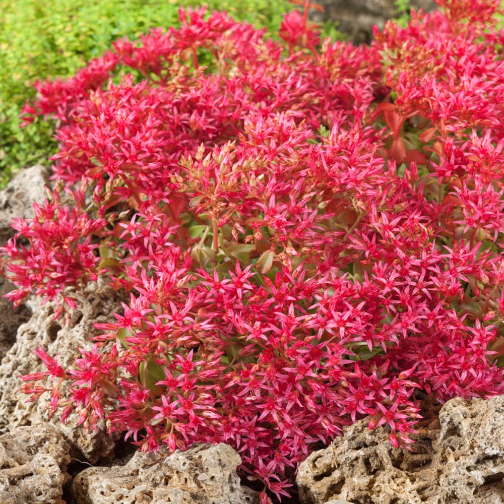 50+ Sedum Dragon's Blood Flower Seeds – Dark Red, Drought Tolerant Perennial For Zones 3-10
