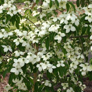 Jean's Appalachian Snow Flowering Dogwood Tree (cornus Florida 'jean's ...