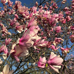 Saucer Magnolia Tree Magnolia Soulangeana Seeds image 2