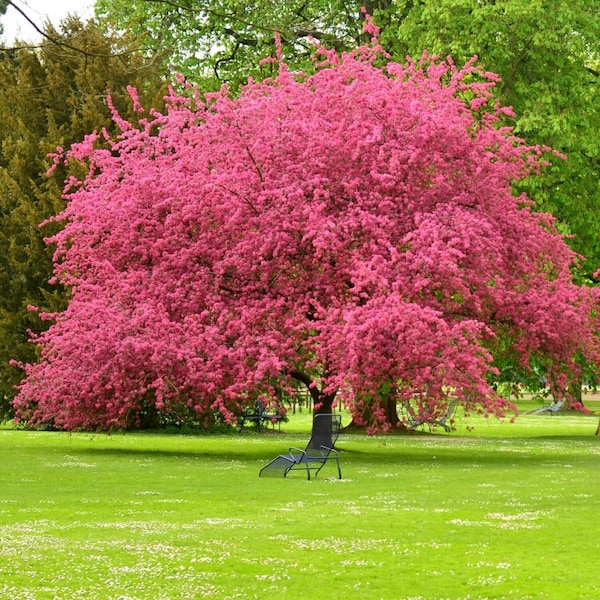 Semillas de árbol de cornejo de floración rosa (Cornus Florida 'Pink') - NUEVO PARA 2024