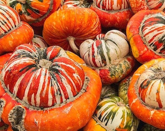 Organic Turk’s Turban Squash Plant (Cucurbita Maxima) Seeds