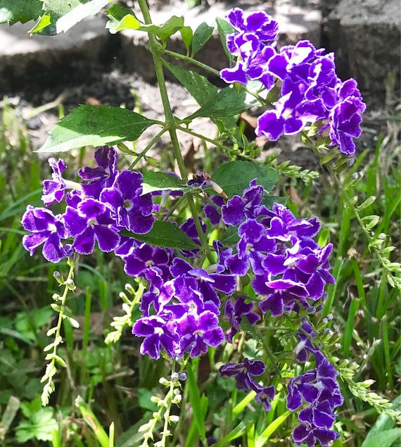 Sapphire Shower Plant (duranta Erecta) Seeds - Etsy