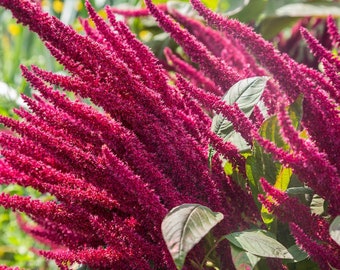 Semillas de la flor de amaranto "El amor sangra" (Amaranthus candatus)