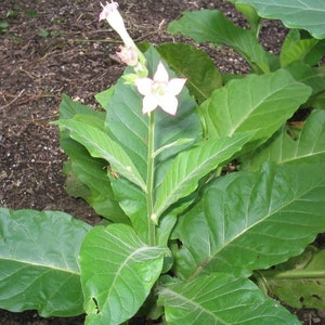 Organic Havana 608 Tobacco Plant Nicotiana Tabacum Seeds image 4