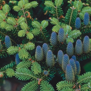 Korean Fir Tree Abies Koreana Seeds image 3