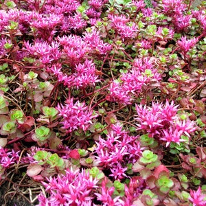 Lila Teppich-Fetthenne Bodendecker (Sedum Spurium Purpurteppich) Samen
