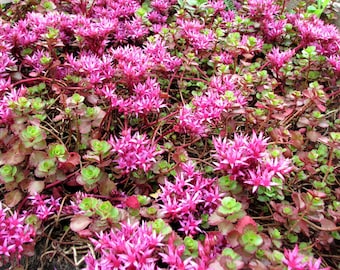 Purple Carpet Stonecrop Groundcover Plant (Sedum Spurium Purpurteppich) Seeds