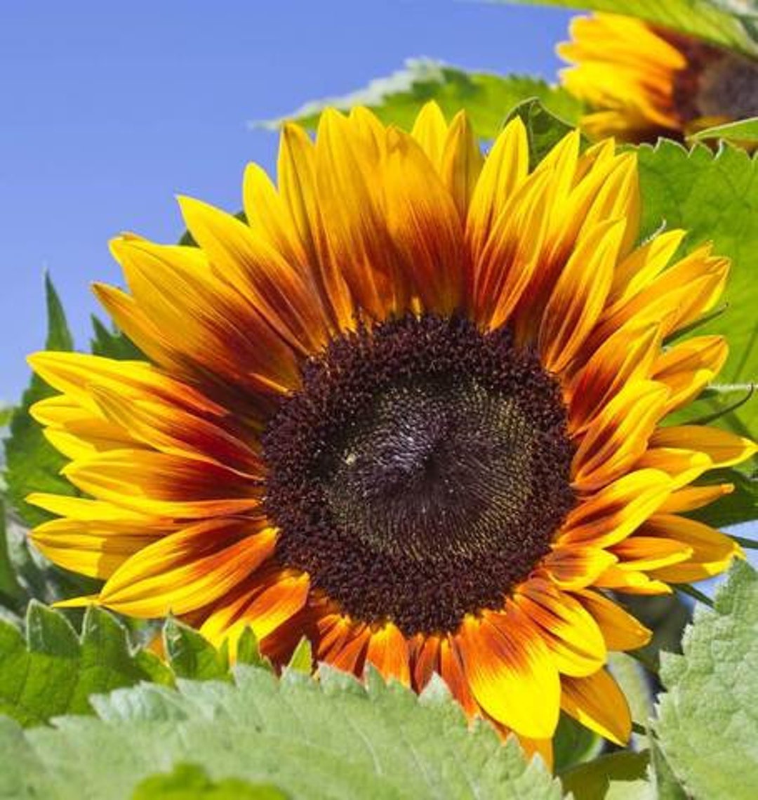 Solar Power Sonnenblumen Pflanze Helianthus Annuus Samen - .de