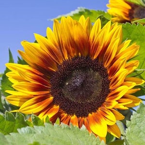 Solar Power Sunflower Plant Helianthus Annuus Seeds image 1