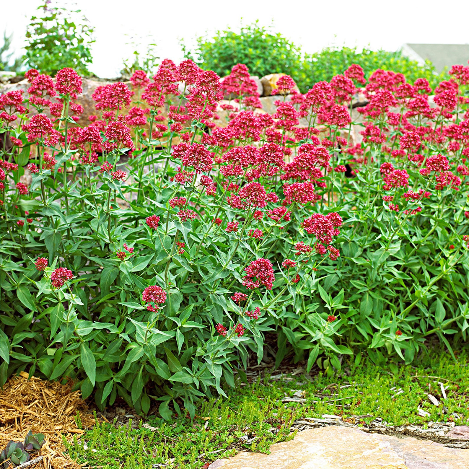 Jupiter's Beard / Red Valerian centranthus Ruber Seeds Etsy