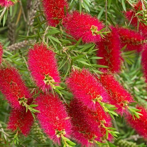 Bottlebrush Tree Melaleuca Citrina 'Pendula' Seeds image 3