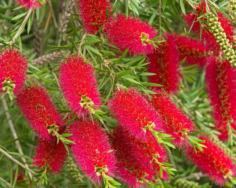 Bottlebrush Tree Melaleuca Citrina 'Pendula' Seeds image 3