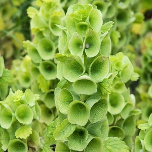 Bells of Ireland Flower (Moluccella Laevis) Seeds