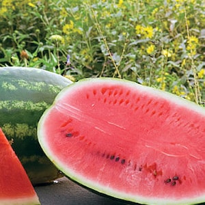 Organic All Sweet Watermelon Plant (Citrullus Lanatus) Seeds