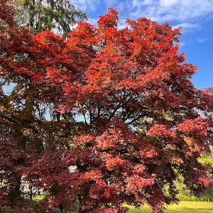 Yezo-nishiki Japanese Maple Tree (Acer Palmatum &#39;Yezo-nishiki&#39;) Seeds - NEW FOR FALL 2024