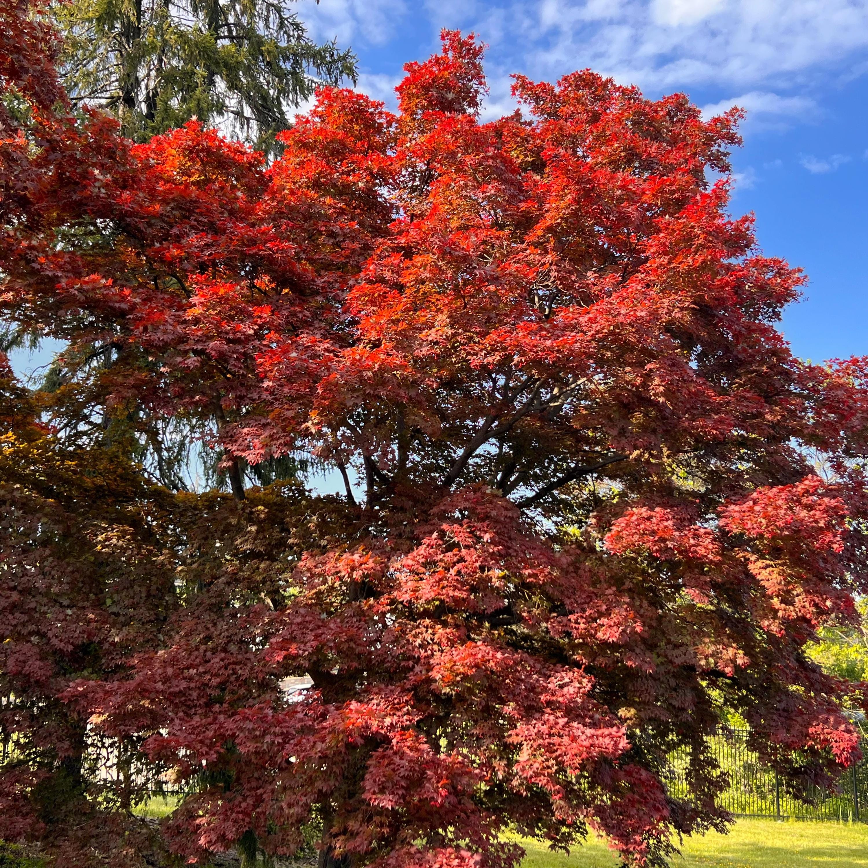 日孟です Yezo-nishiki Japanese Maple Tree (acer Palmatum 'yezo-nishiki