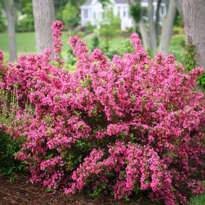 Weigela Bush (Weigela Florida) Seeds