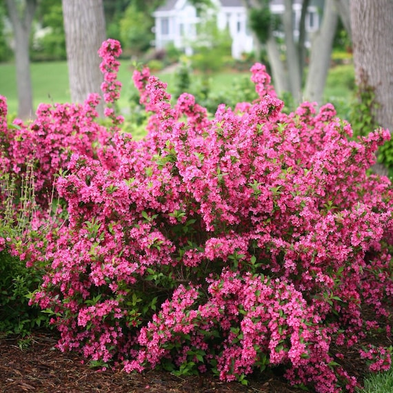 Image of Weigela florida 'Bridal Pink' image