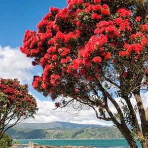 Pohutukawa Red Christmas Tree Metrosideros Excelsa Seeds image 4