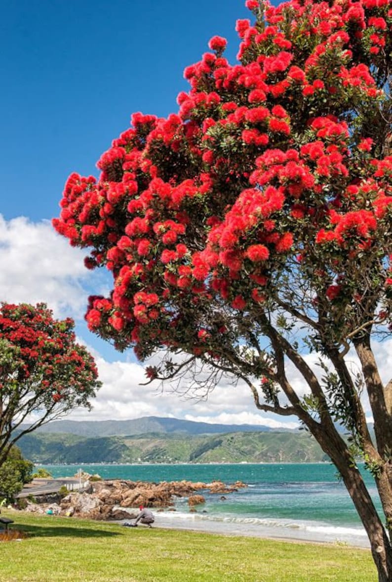 Pohutukawa Red Christmas Tree Metrosideros Excelsa Seeds image 4