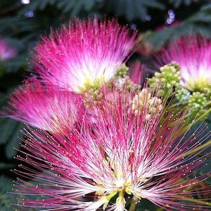 Mimosa Persian Silk Tree Albizia Julibrissin Seeds image 7