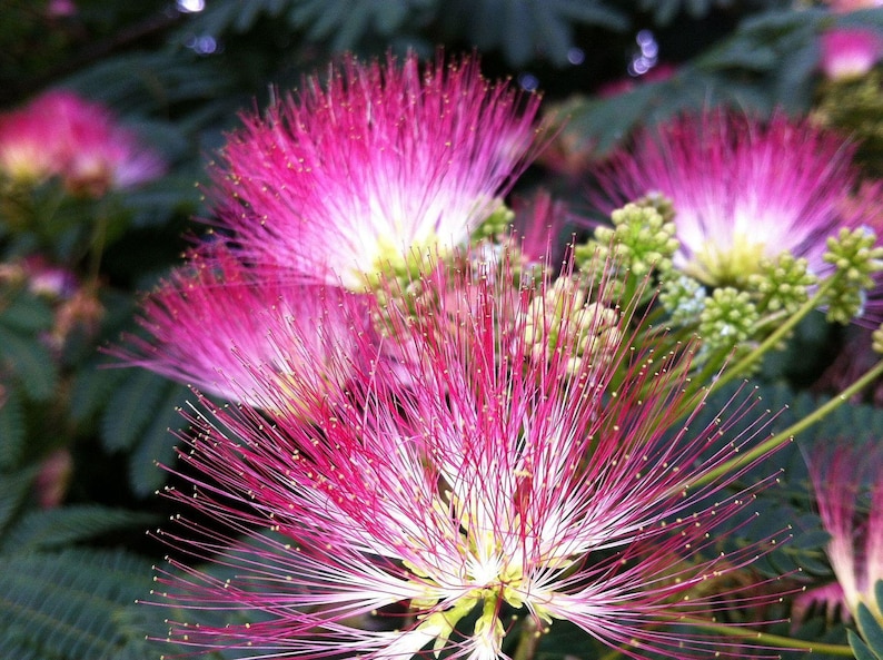 Mimosa Persian Silk Tree Albizia Julibrissin Seeds image 7