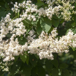 Japanese Amur Lilac Tree Syringa Amurensis Japonica Seeds image 4